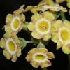 Auricula Saye and Sele - Abriachan Nurseries